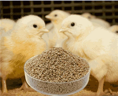 Broiler Starter Crumble